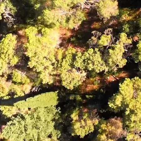 Il Cedro Charme & Gasthuis Valenzano