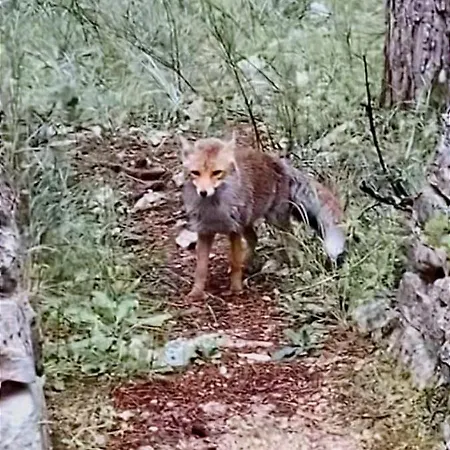 Il Cedro Charme&suite